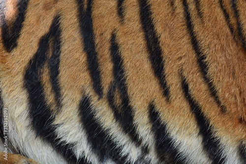 Tiger stripes on the belly of medium-sized Bengal tigers