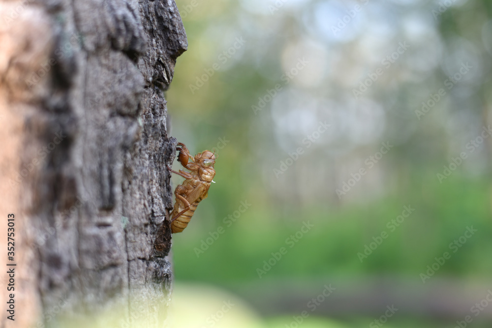 Obraz premium Cicadas molting on the tree. Cicada stains, Beautiful nature scene Insect molting cicadas in nature. concept Cicadas metamorphosis grow up to adult insect.