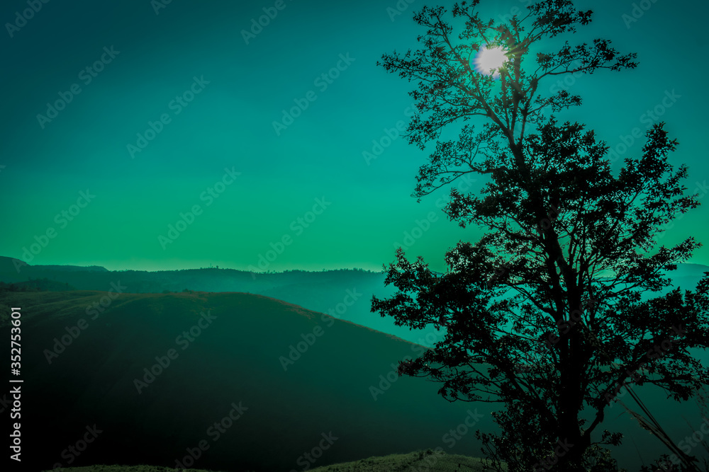 Fototapeta premium tree in the fog