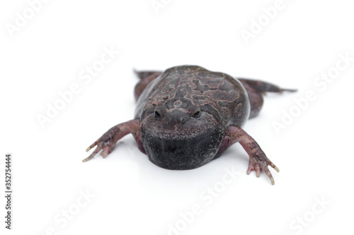 Bullfrog isolated on white background.