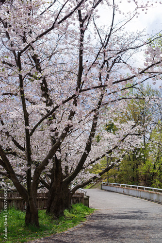 japan sakura ：橋の袂で咲く桜