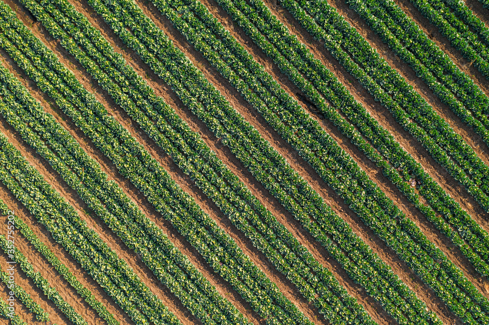 Aerial view of cabbage rows field in agricultural landscape. Cabbage field on a commercial farm. View from drone Aerial view of cabbage rows field in agricultural landscape. Cabbage field on a commercial farm. View from drone