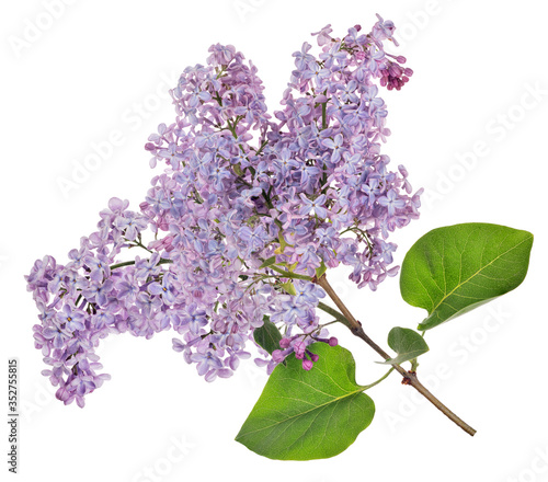 isolated light violet lilac bloom lush branch