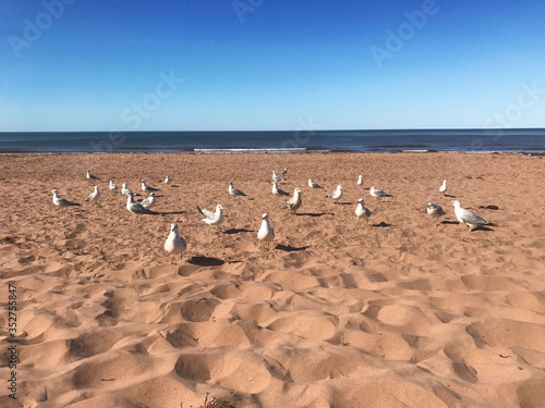 seagulls on the beach