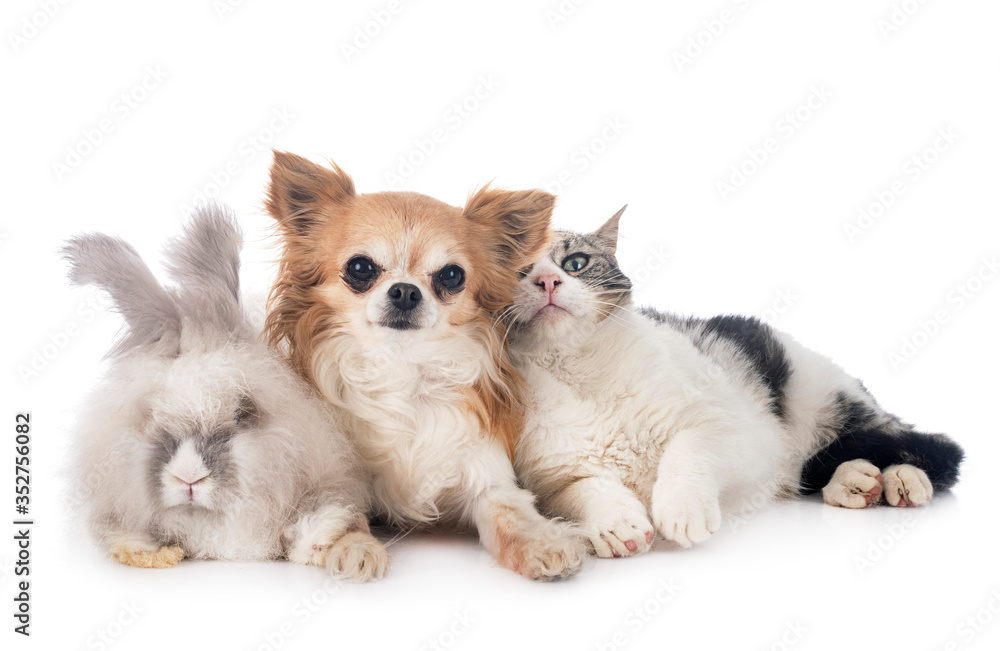 rabit, cat and chihuahua