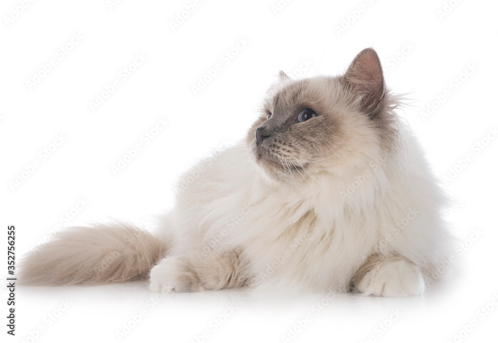 birman cat in studio