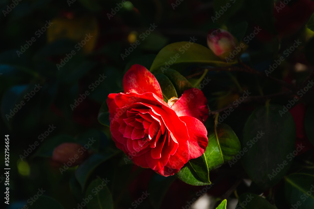 Red Camellia close - up in the garden. Bright red flower spring flower. Japanese Camellia in the Botanical garden. Camellia flower in selective focus. Macro photography of flowers in the garden. Red Camellia close - up in the garden. Bright red flower spring flower. Japanese Camellia in the Botanical garden. Camellia flower in selective focus. Macro photography of flowers in the garden.