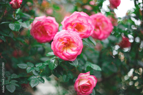 beautiful blooming bush pink roses in lush greenery