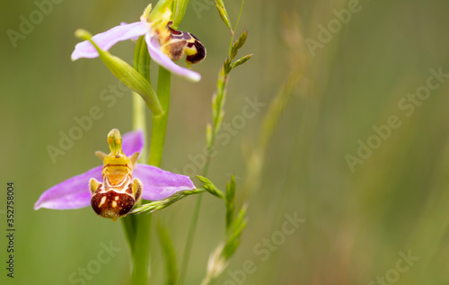 Orquídea abeja, Flor de la abeja, Abejera (Ophrys apifera)