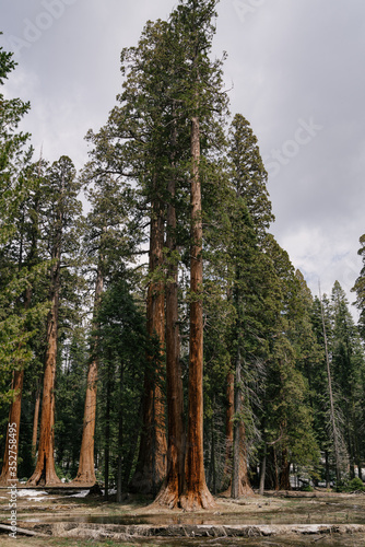 sequoia trees