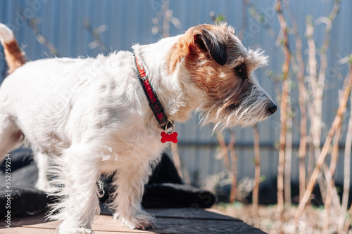 Dog breed Jack Russell Terrier in a rack with a collar.