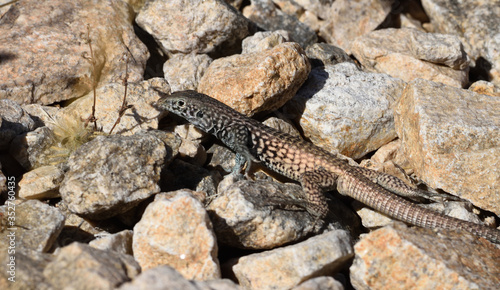 a western whiptail lizard in the desert photo