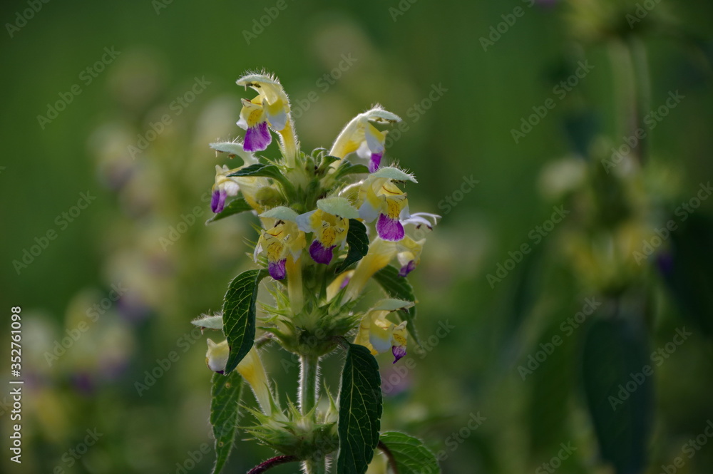blue and yellow white flowers