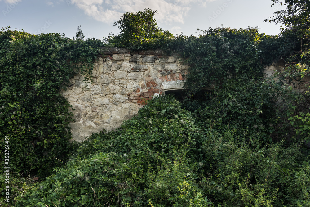 overgrown part of an old house with lots of green plants overgrown part of an old house with lots of green plants