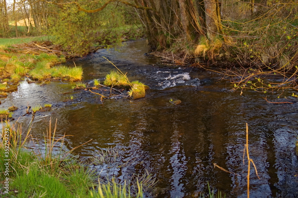 Obraz premium river in the spring forest