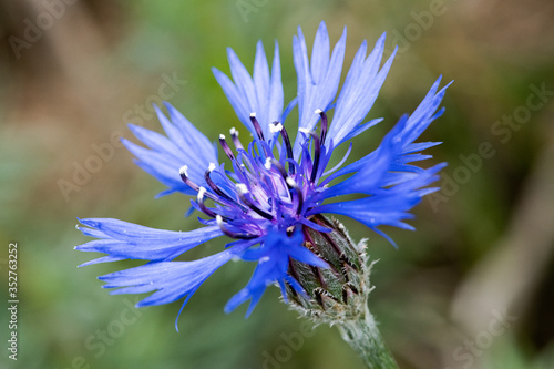 Blue cornflower