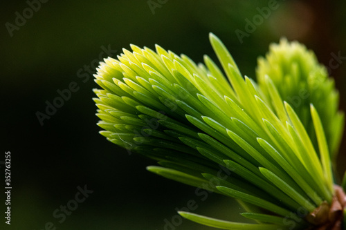 close up of tree