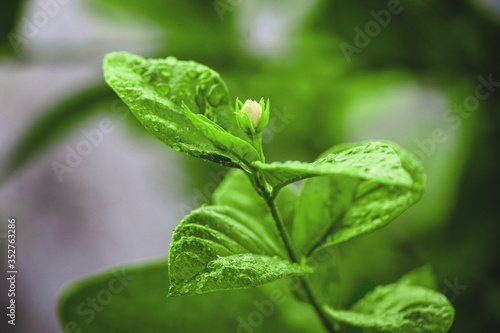 plant image for wallpaper