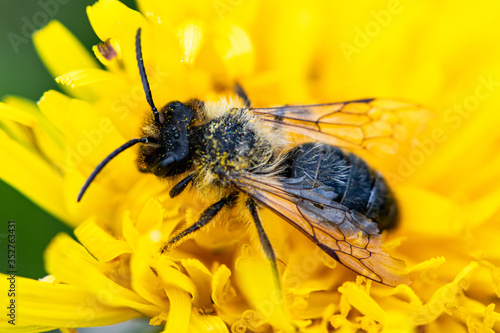 bee on dandelion