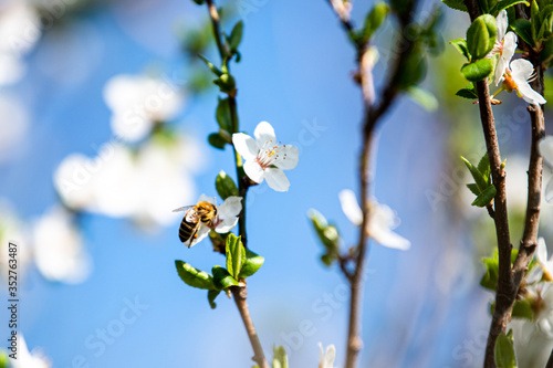 bee on spring blossom