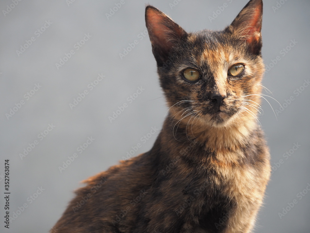 Fototapeta premium Cute Kitten 