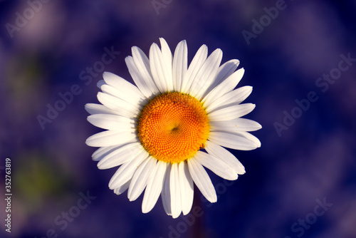 closeup of daisy flower white petals and yellow inserts