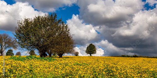 Yellow flowers field with trees on a blue cloudy sky backgrounds
