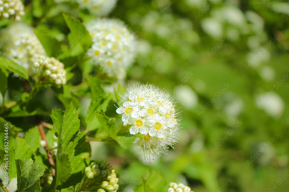 small white spirea flowers ( inflorescence ) close up, spring garden shrub, copy space small white spirea flowers ( inflorescence ) close up, spring garden shrub, copy space