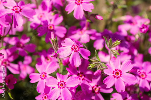 small pink phlox flowers close up, bright wallpaper © Alena