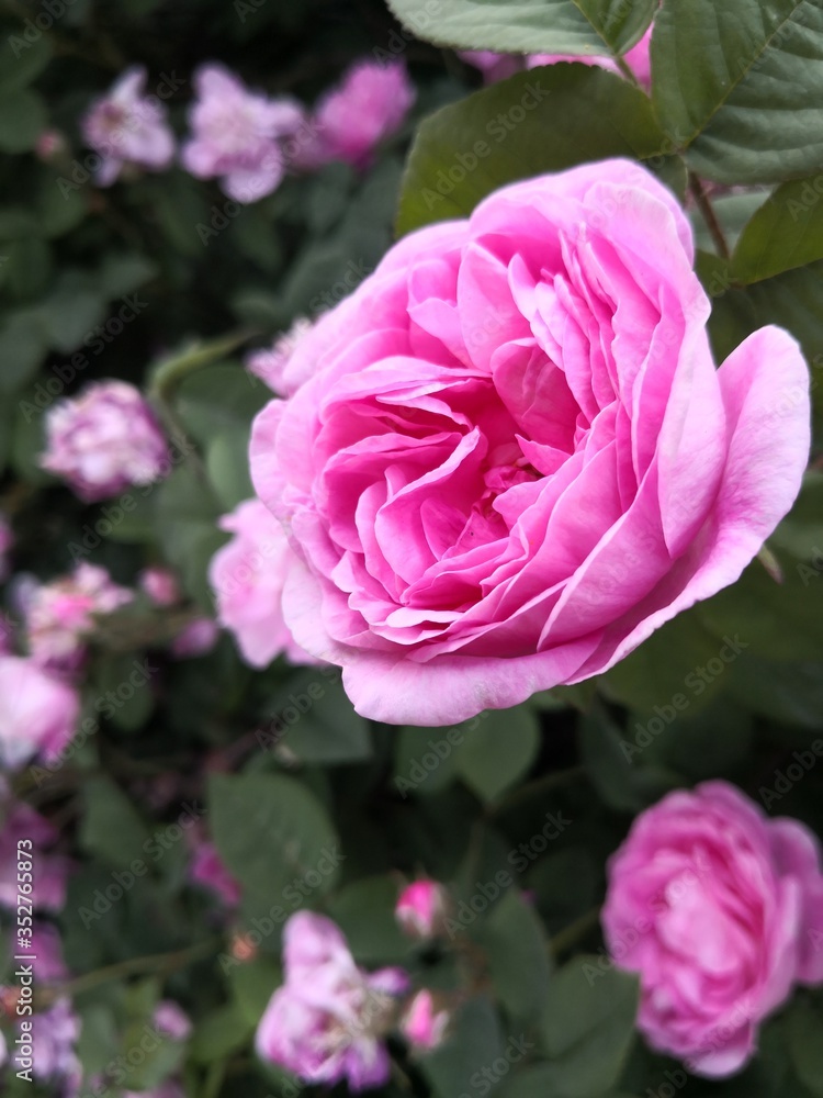 Beautiful Pink Rose Flower