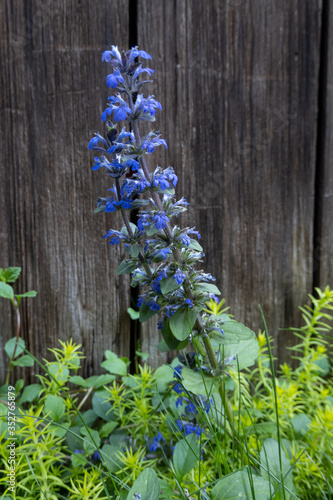 Ajuga, also known as bugleweed, ground pine, carpet bugle, or just bugle, is a genus of 40 species annual and perennial herbaceous flowering plants in the Ajugeae tribe of the mint family Lamiaceae. photo