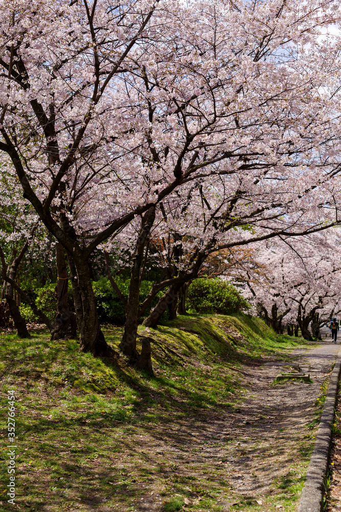 japan sakura：満開の桜並木