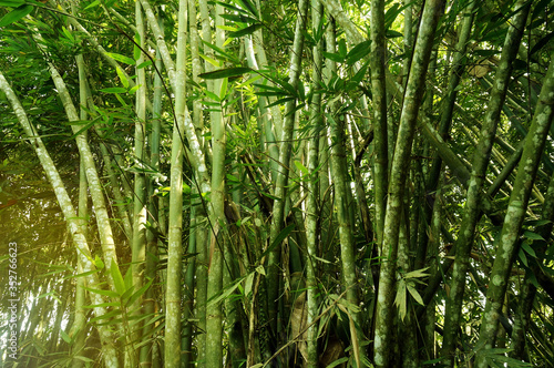 Asian Bamboo forest with morning sunlight.     