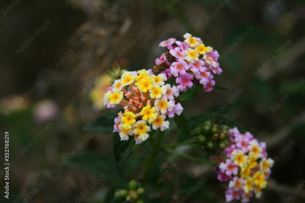 Fleurs roses et jaunes à la Réunion 2 Fleurs roses et jaunes à la Réunion 2