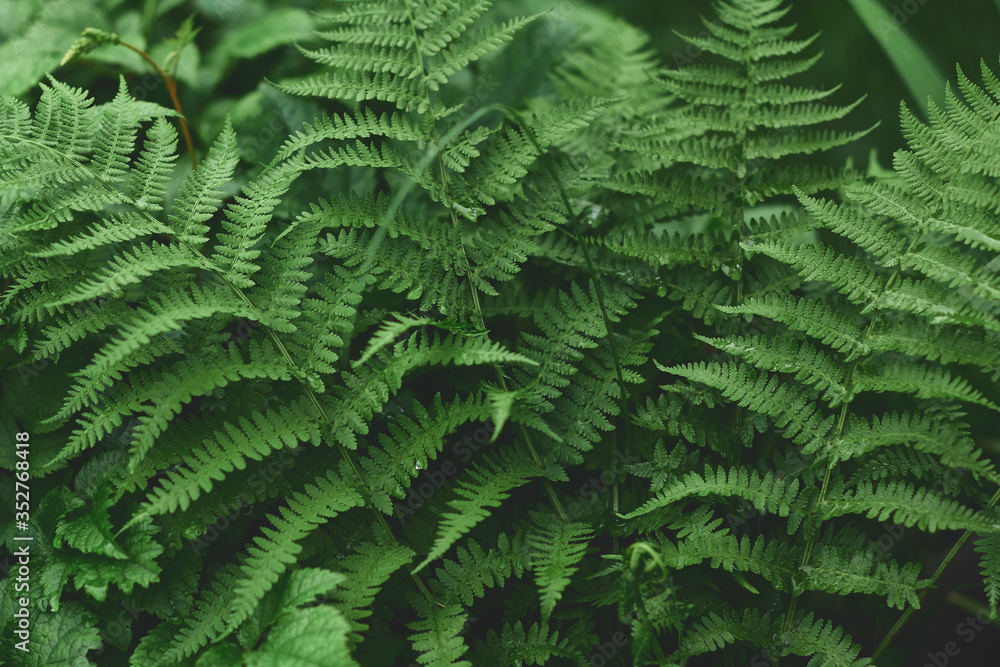 fresh fern leaves in a dark forest. beautiful dark green natural background fresh fern leaves in a dark forest. beautiful dark green natural background