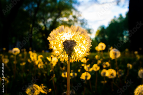 Sunny dandelion in the evening at sunset