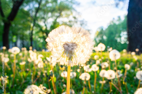 Sunny dandelion in the evening at sunset