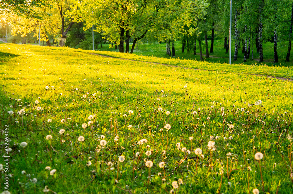 Warm sunny evening summer park without people. Yellow and green grass and trees. Warm sunny evening summer park without people. Yellow and green grass and trees.