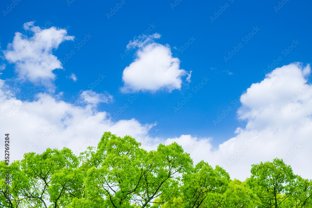 Obraz premium 新緑と青空