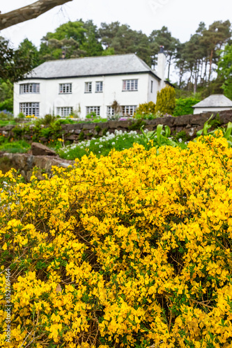 Yellow flowers in a garden with a house