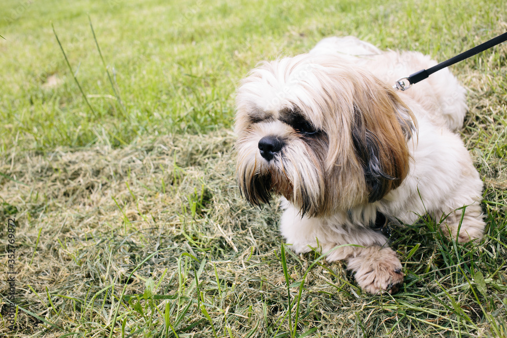 Beautiful shih tzu dog with leash lying on the grass outside on summer day. close up Beautiful shih tzu dog with leash lying on the grass outside on summer day. close up