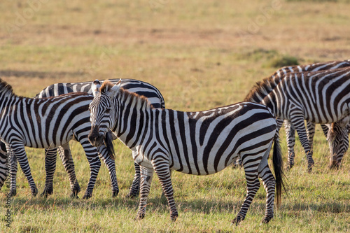 Flock of zebras on the grass savannah in Masai Mara