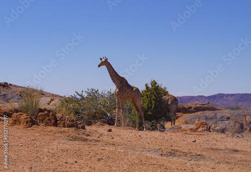 Giraffen im Haweqwa Naturschutzgebiet Südafrika photo