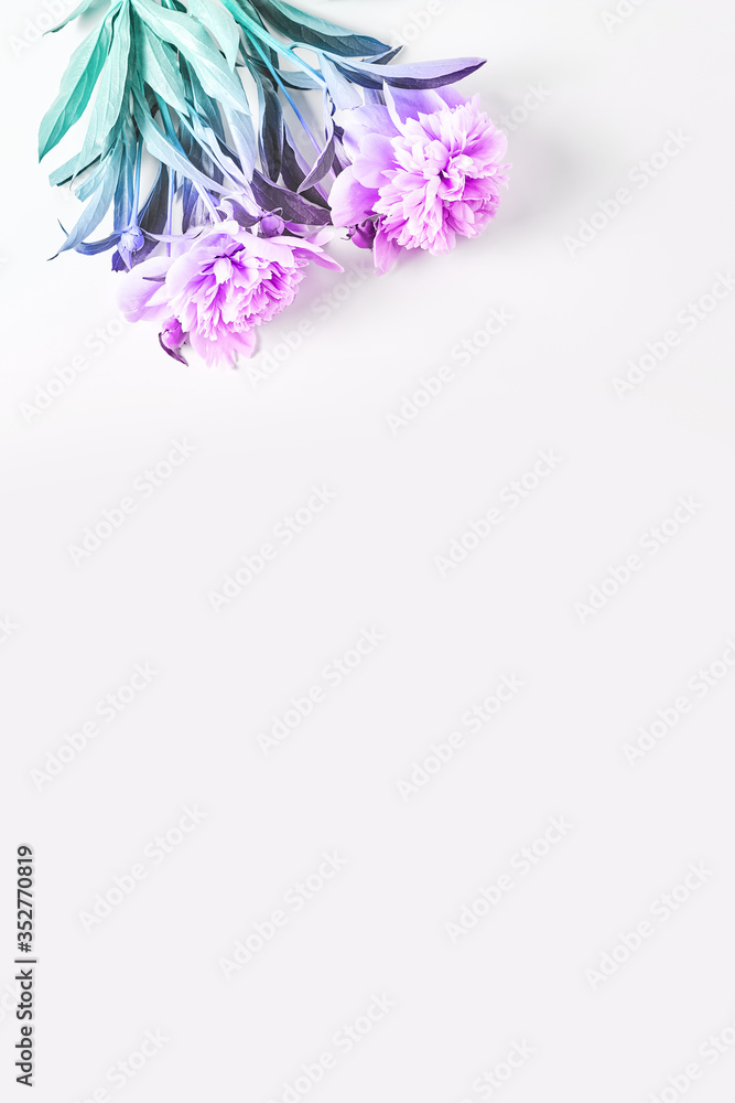 layout for a banner with fresh peony flowers. painted with a pastel gradient. flat lay creative concept, space for a text