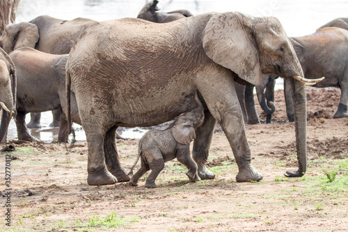Baby elephant suckling