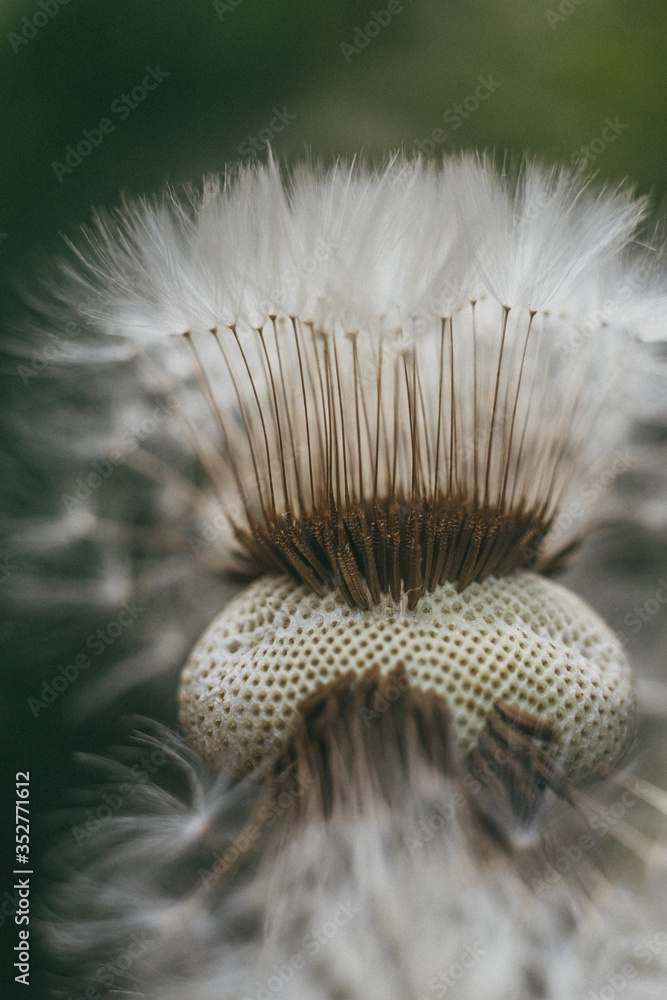 balding dandelion balding dandelion