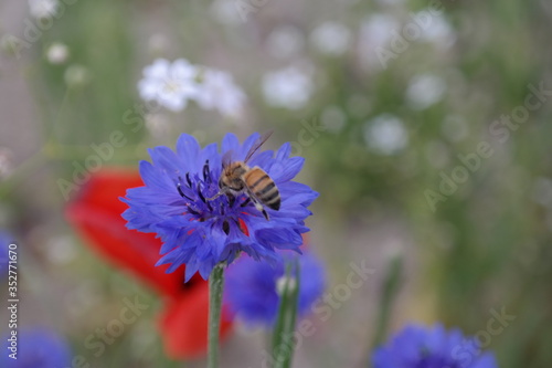 bee on a flower © K