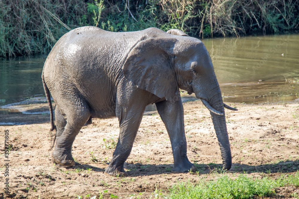 Elephant after mudbath, Kruger Park