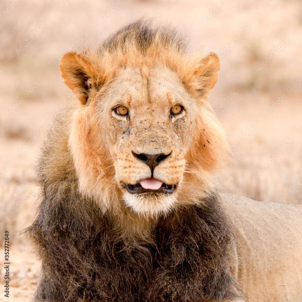 Head portrait of lion in Kgalagadi Park, Kalahari Head portrait of lion in Kgalagadi Park, Kalahari