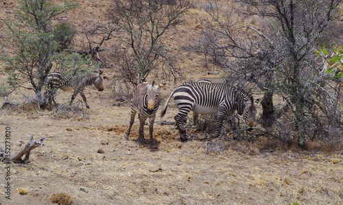 Zebras im Naturreservat im Augrabies Falls National Park S  dafrika